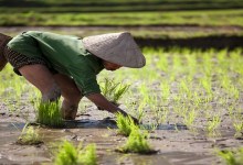 Farmer harvesting rice