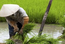 rice_farming