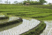 Rice fields on terraces, Indonesia (4)